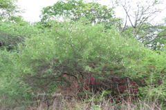 Dichrostachys cinerea